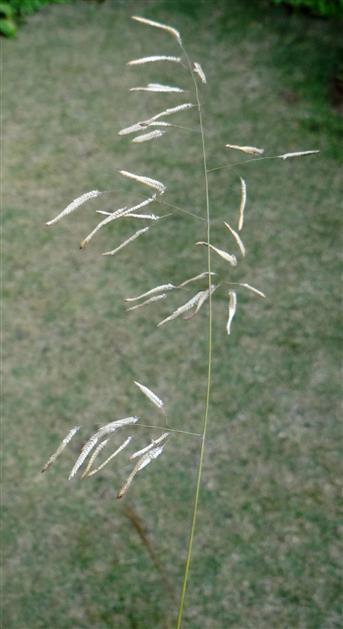 Eragrostis multiflora